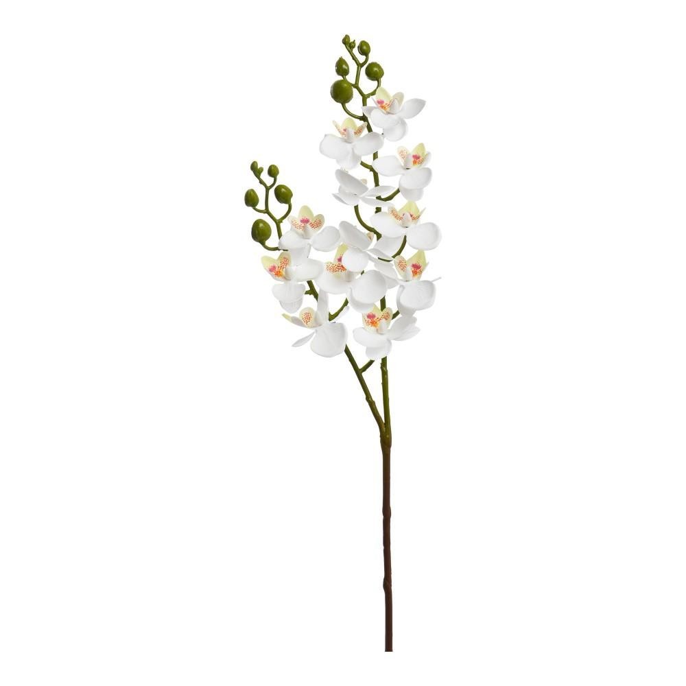 MINI PHALENO X 2 CREMA